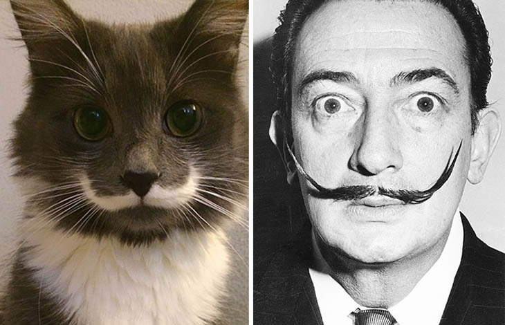 Hamilton The Hipster Cat Looks Like Salvador Dali