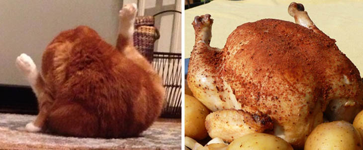 A Roasted Chicken Copycat Cats