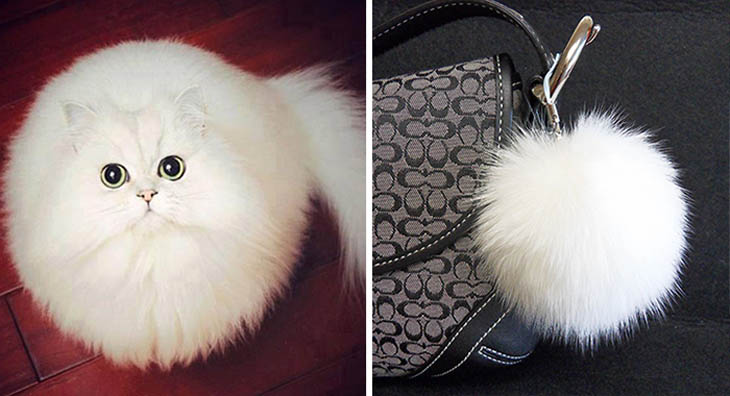 A Fluffy Toy Copycat Cat