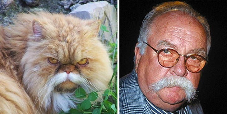 Wilford Brimley Copycat Cat