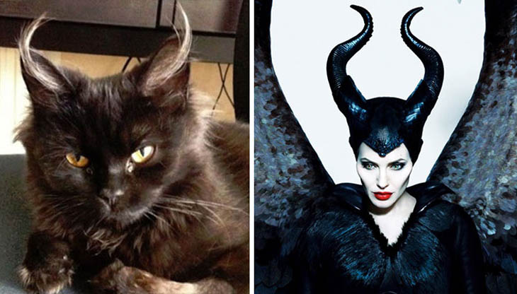 Maleficient Copycat Cat