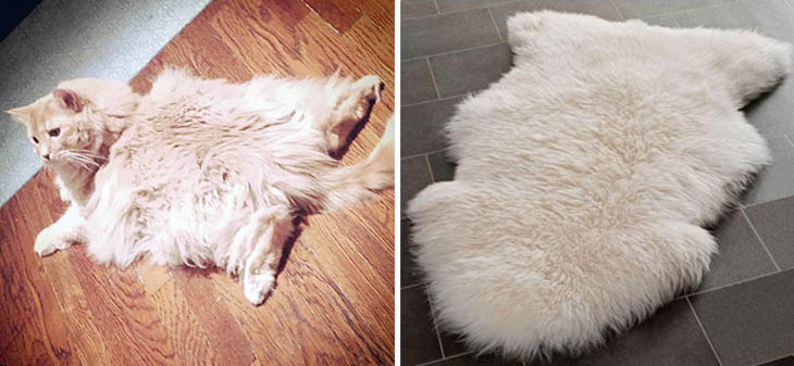 Cat Looks Like This Rug