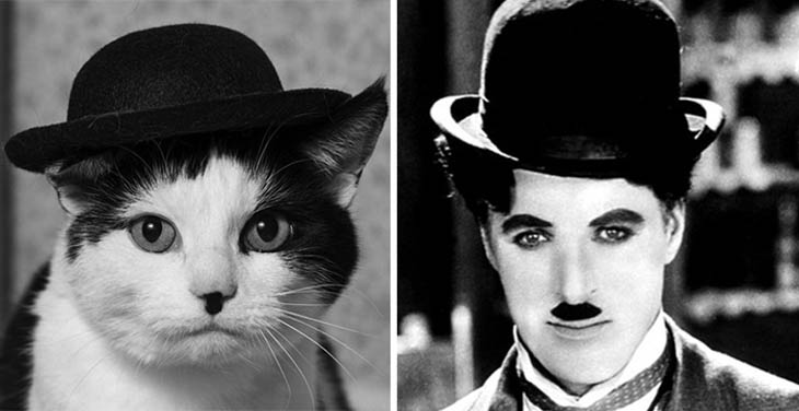 Chaplin Copycat Cat