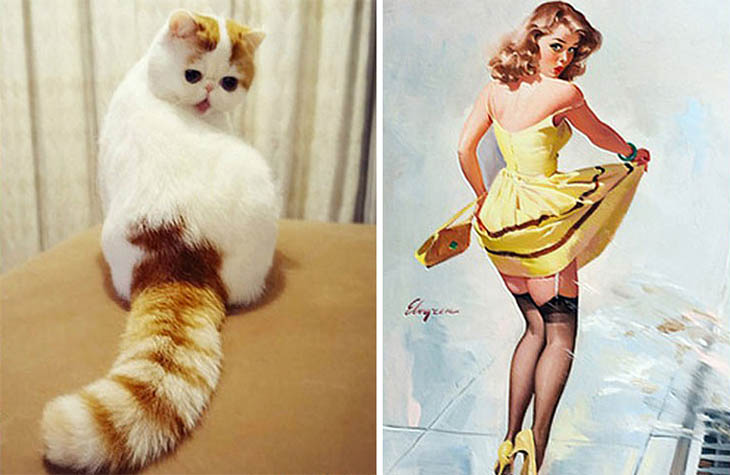 Pin Up Cat