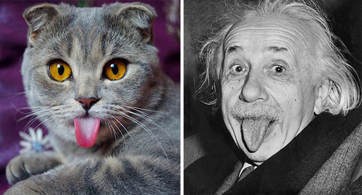 Einstein Copycat Cat