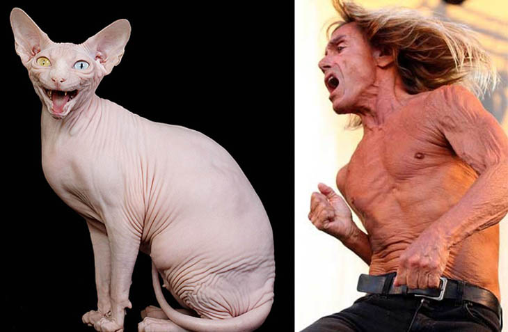 Iggy Pop Copycat Hairless Cat