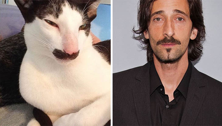 Adrien Brody Copycat Stache The Cat