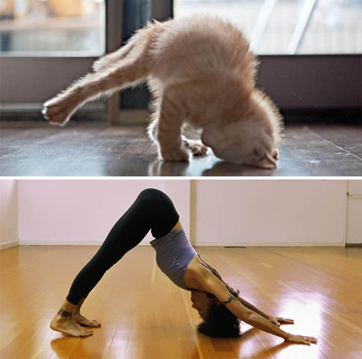 Yoga Cat