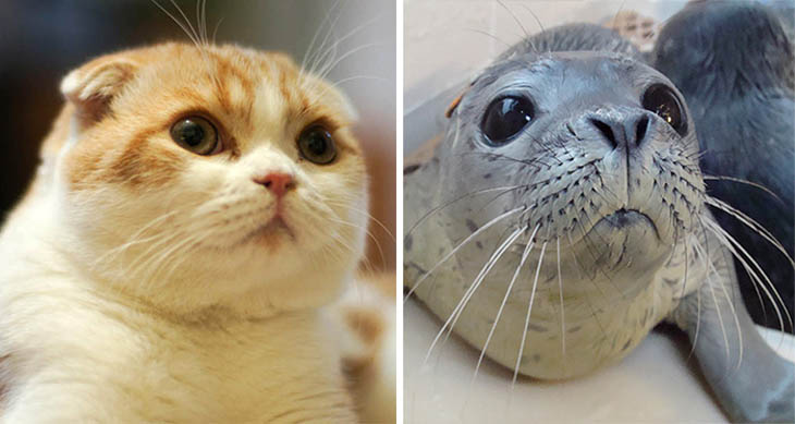 Seal Copycat Cat