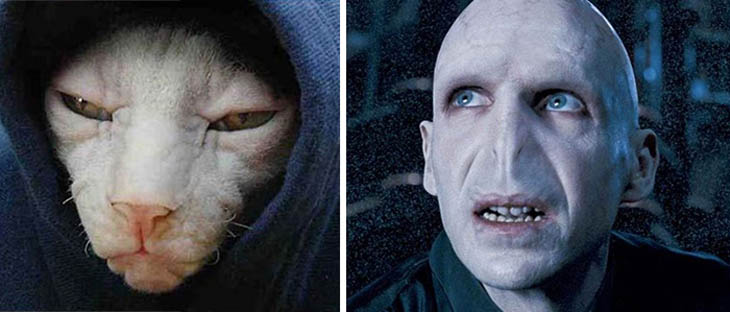 Voldemort Copycat Cat