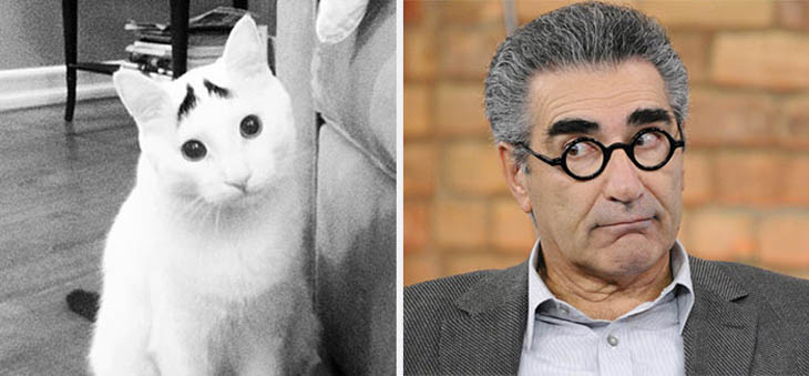 Eugene Levy Copycat Sam The Cat