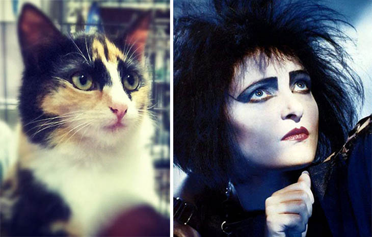 Gothic Chic Copycat Cats