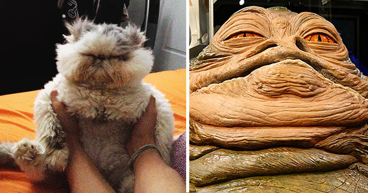 Jabba The Hutt Copycat Cat