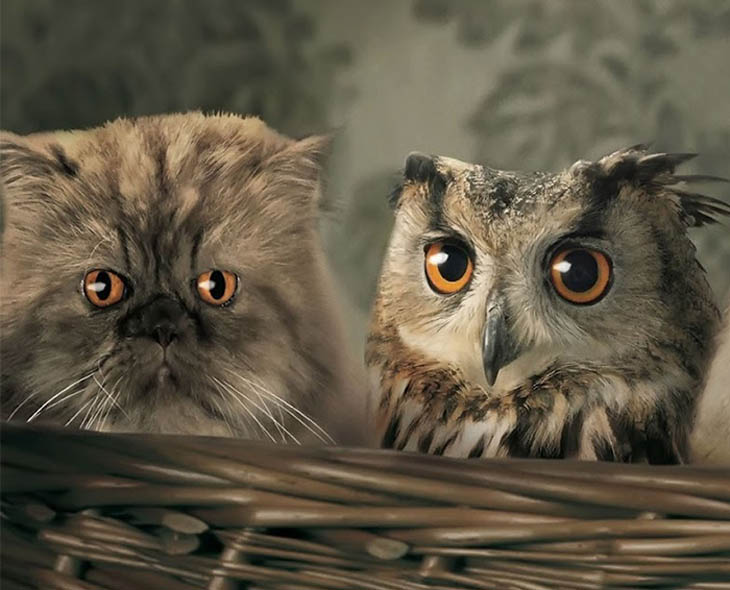 Owl Copycat Cat