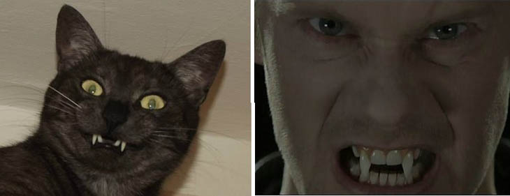 Vampire From True Blood Copycat Cats