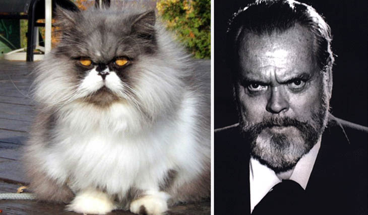 Orson Welles Copycat Cat