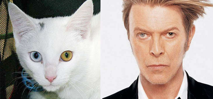 David Bowie Copycat Cat