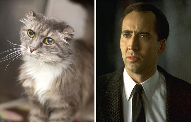 Nicolas Cage Copycat Cats