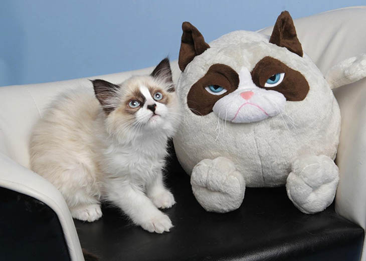 Grumpy Cat's Toy Copycat Cats