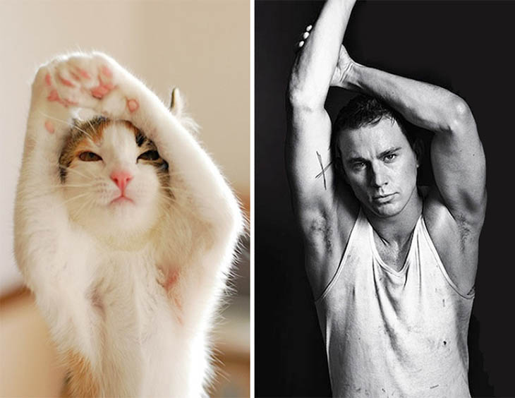 Chaning Tatum Copycat Cat