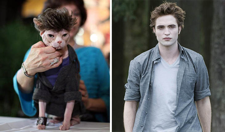 Edward Copycat Cat