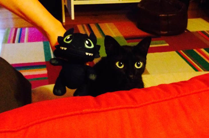 Toothless The Dragon Copycat Rita The Cat