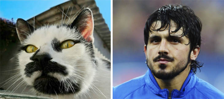 Gennaro Gattuso Copycat Cats