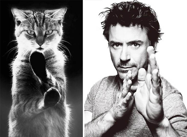 Robert Downey, Jr. Copycat Karate Cat