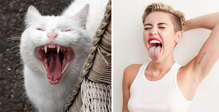 Miley Cyrus Copycat Cat