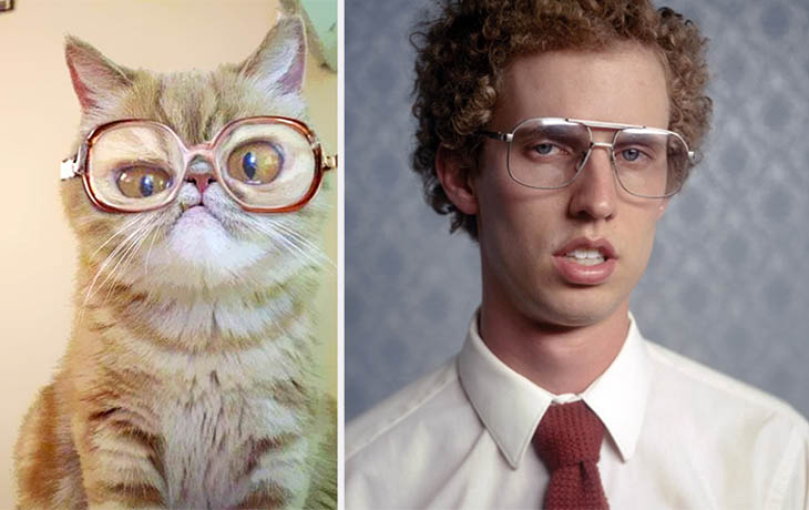 Napoleon Dynamite Copycat Cats