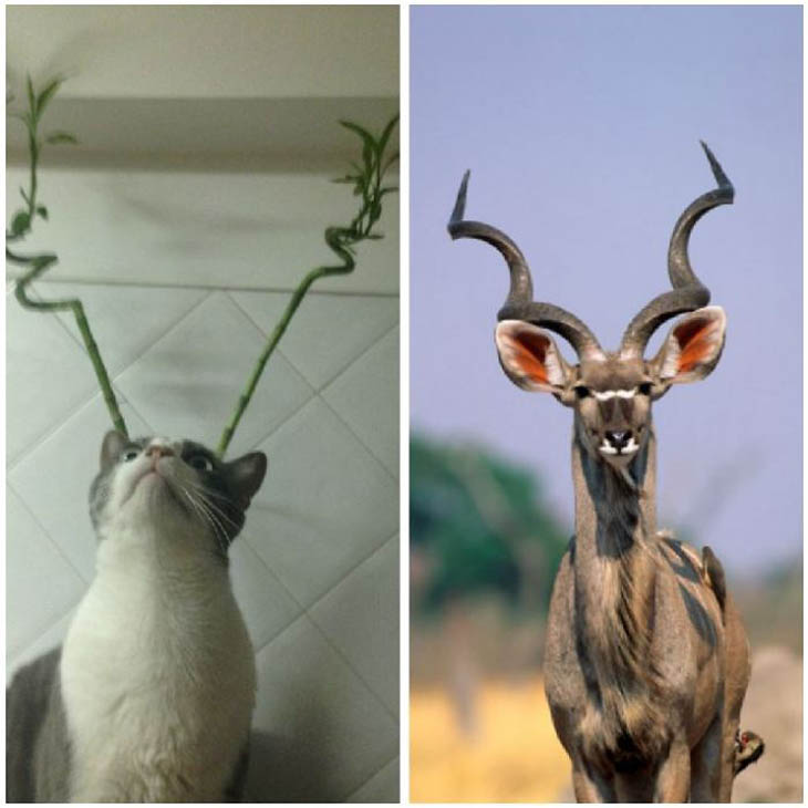 Kudu Copycat Cat