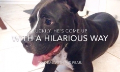 It’s Not That Hard To Overcome Your Fears… Look At This Inspirational Dog!