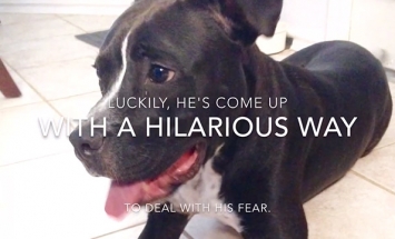 It’s Not That Hard To Overcome Your Fears… Look At This Inspirational Dog!