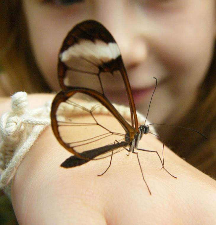 Glasswing Butterfly