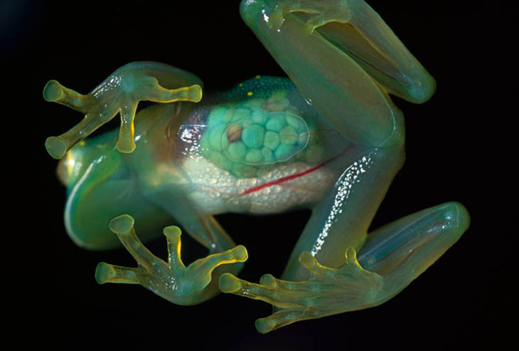 Glass Frog