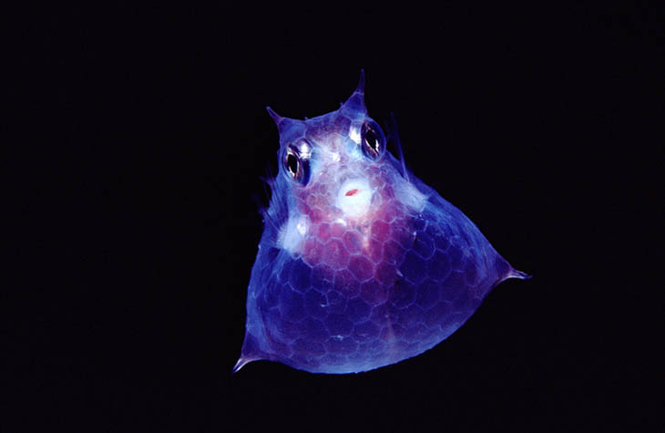 Juvenile Roundbelly Cowfish