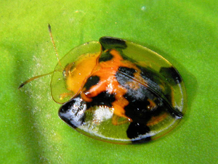 Tortoise Shell Beetle