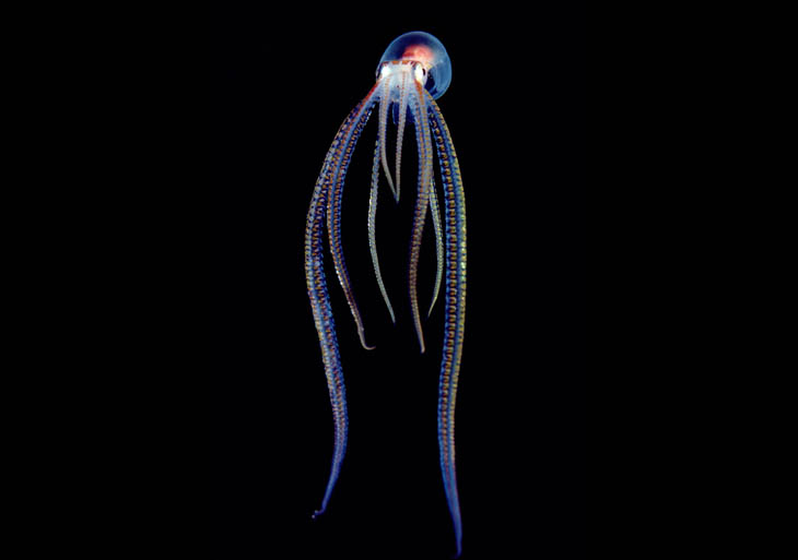 Pelagic Octopus