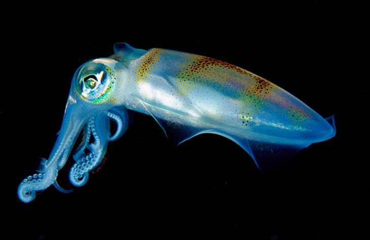 Translucent Squid