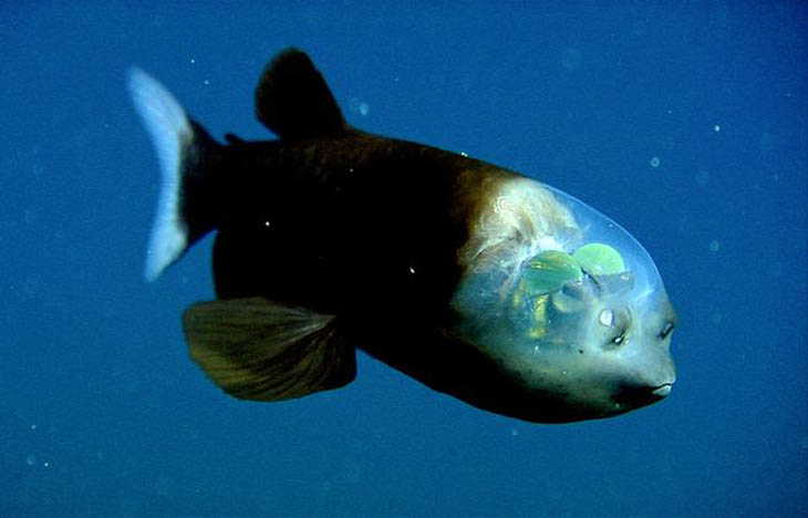 Pacific Barreleye