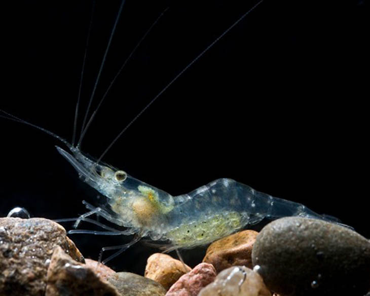 Ghost Shrimp