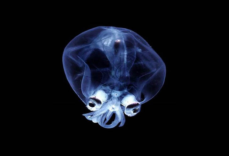 Glass Squid