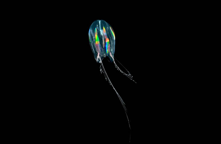 Comb Jelly