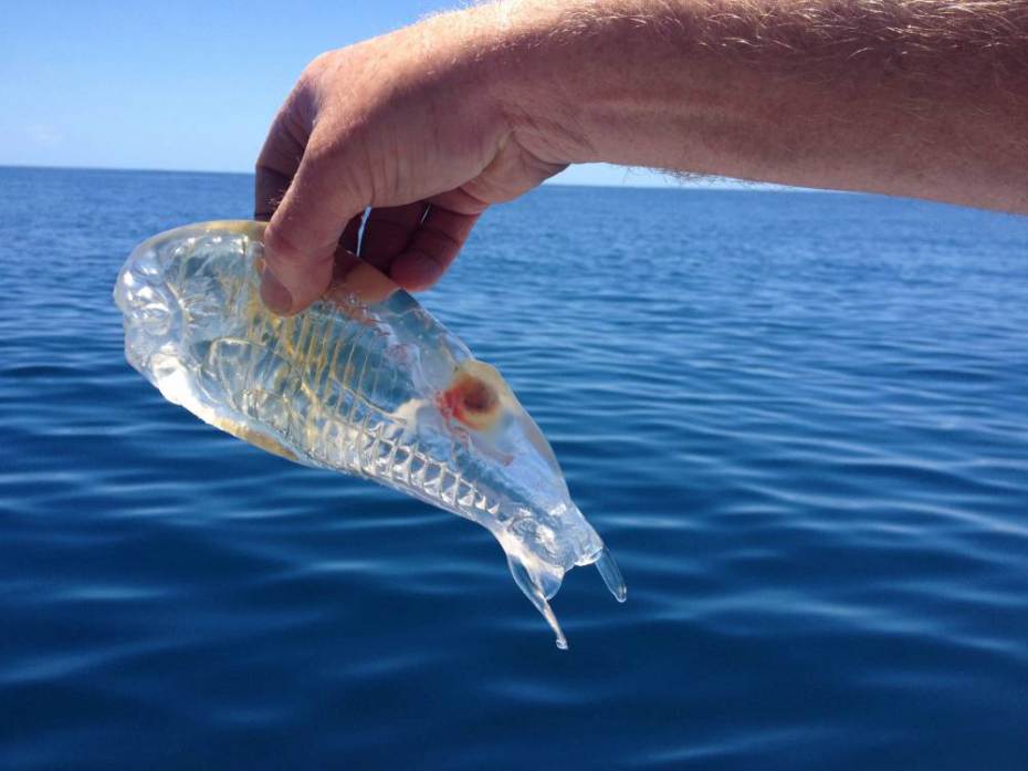 These 15 Transparent Animals Seem To Be Made Of Glass.