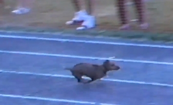 This Race Winner Dog Is A Big Time Cheater, But It’s Way Too Hilarious.