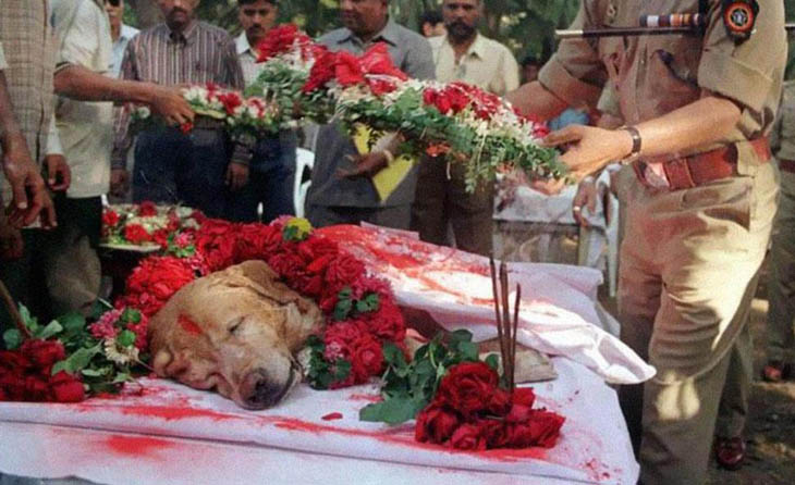Zanjeer the bomb dog is laid to rest with full military honours for saving thousands of lives. [2000]