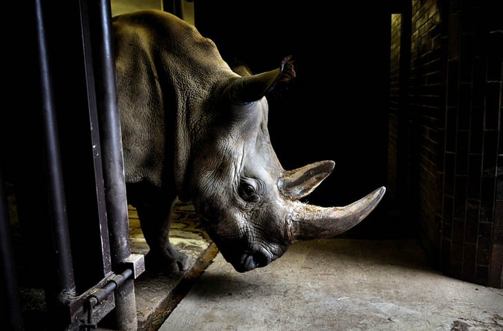 Four of the last seven Northern White Rhinos in the world