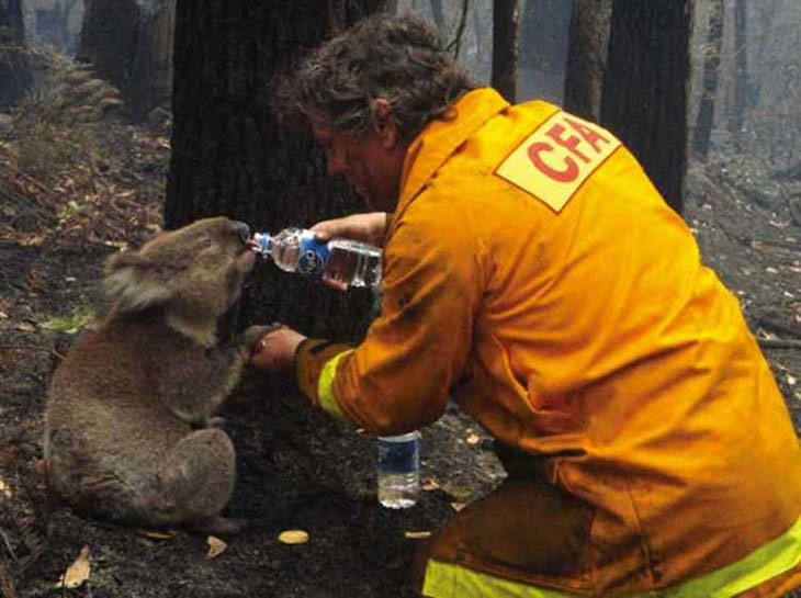 21st century photos - A fireman rescues a koala during Australian bushfires. [2009]