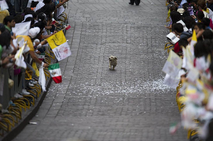 21st century photos - A dog soaks in an adoring crowd in Mexico by following the Pope [2011]
