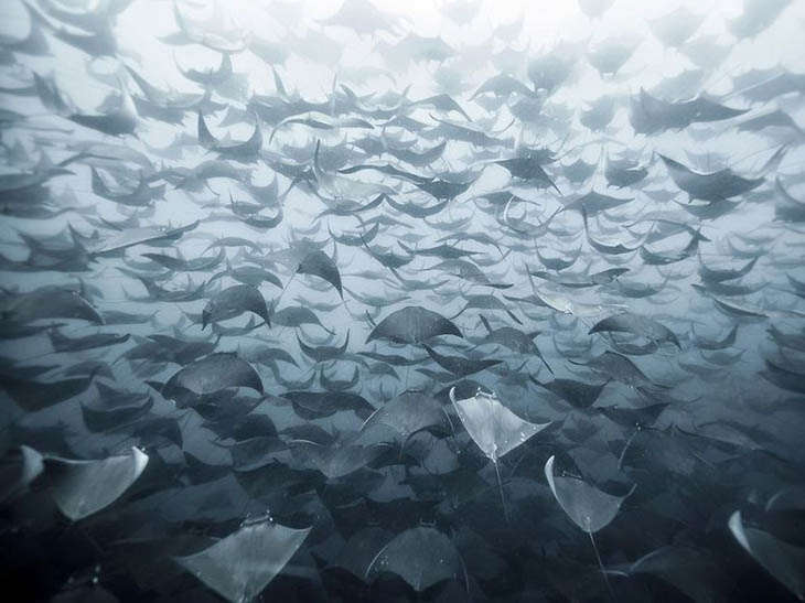 '50 Shades of Ray' in Baja, Mexico